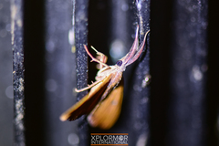 Cyclomia mopsaria