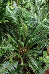 Blechnum durum