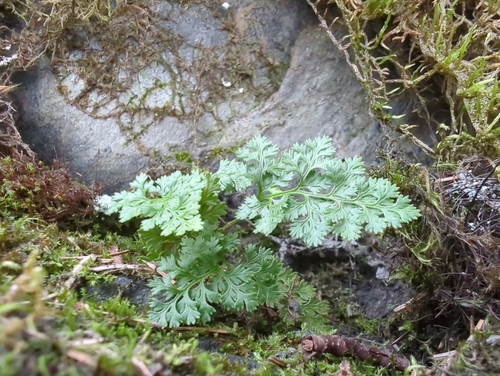 Alaska parsley fern (Cryptogramma sitchensis)