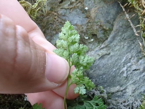 Image of Cryptogramma sitchensis by (c) Matt Muir, some rights reserved (CC BY)