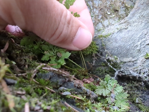 Image of Cryptogramma sitchensis by (c) Matt Muir, some rights reserved (CC BY)
