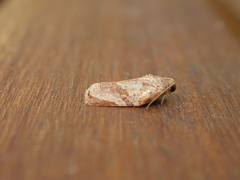 Homona spargotis