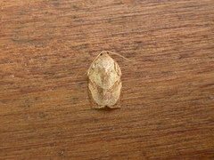 Homona spargotis