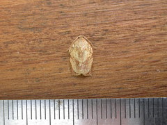 Homona spargotis
