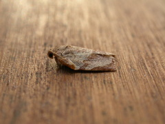 Homona spargotis