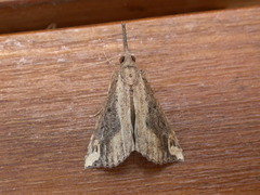Hypena labatalis