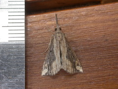 Hypena labatalis