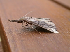 Hypena labatalis