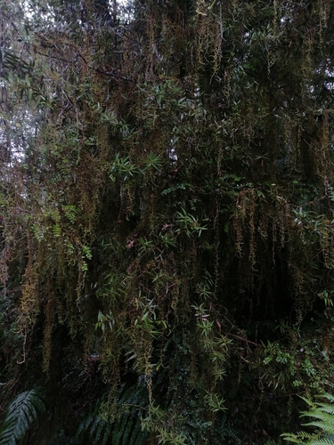 Papillaria leuconeura observed 2023-08-26