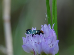 Adela trigrapha