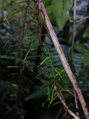 Papillaria leuconeura observed 2023-08-26