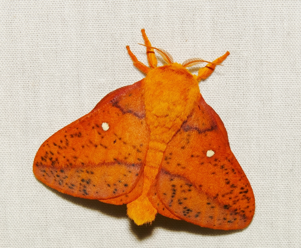 Oakworm Moths