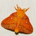 Oakworm Moths - Photo (c) Rose A. Payne, some rights reserved (CC BY-NC), uploaded by Rose A. Payne
