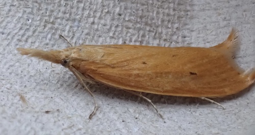 Pale Water-veneer, Graafland, Groot-Ammers, South Holland, NL, photo 4 of 10