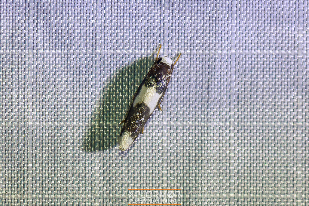 Ethmia nivosella
