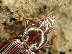 Gastrellarius honestus