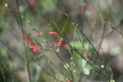 Dicliptera sexangularis