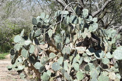 Opuntia alta