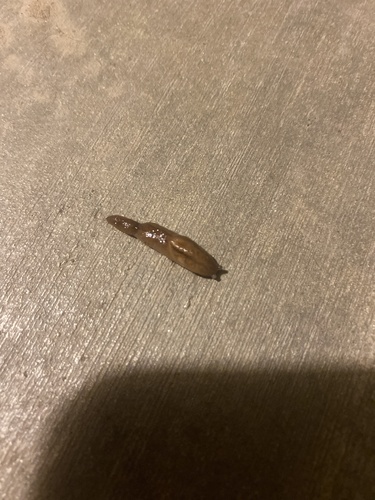 Striped Greenhouse Slug, W Folsom St, Anaheim, CA, US, photo 5 of 10