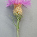 Brown Knapweed - Photo (c) lorenzodotti, some rights reserved (CC BY-NC), uploaded by lorenzodotti