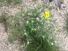 Eriophyllum ambiguum