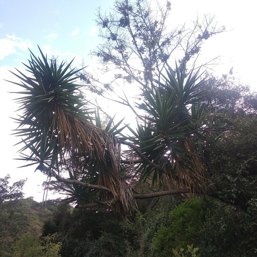 Yucca gigantea image