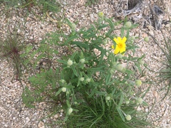 Eriophyllum ambiguum