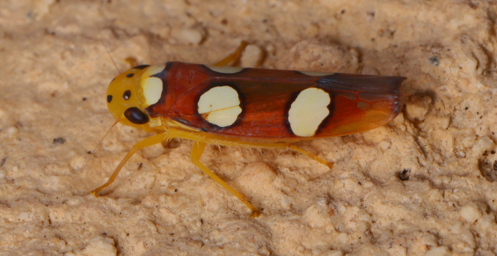 Erythrogonia accepta