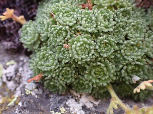 Image of Saxifraga pubescens by (c) Franck Cabot, some rights reserved (CC BY)