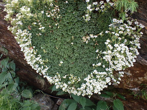 Image of Saxifraga pubescens by (c) Franck Cabot, some rights reserved (CC BY)