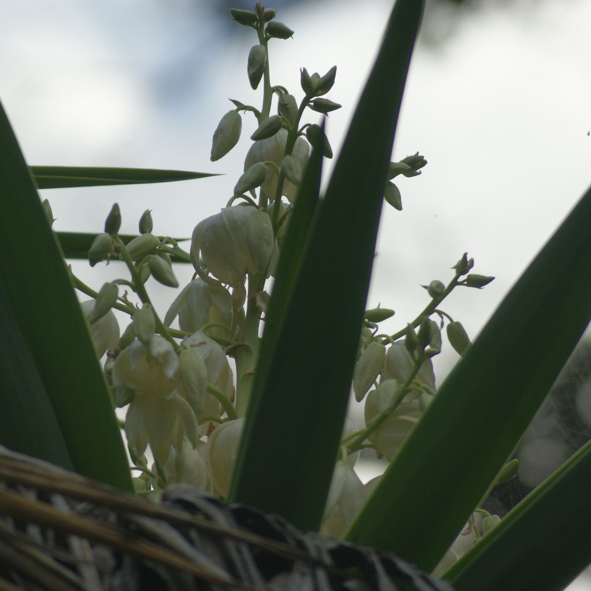 Yucca image