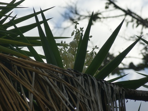 Yucca gigantea image