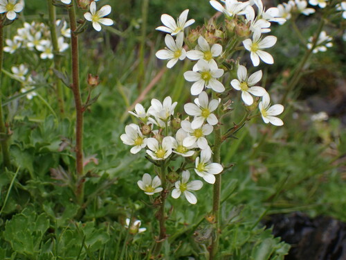 Image of Saxifraga aquatica by (c) Franck Cabot, some rights reserved (CC BY)