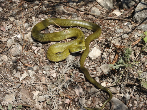 Green Rat Snake