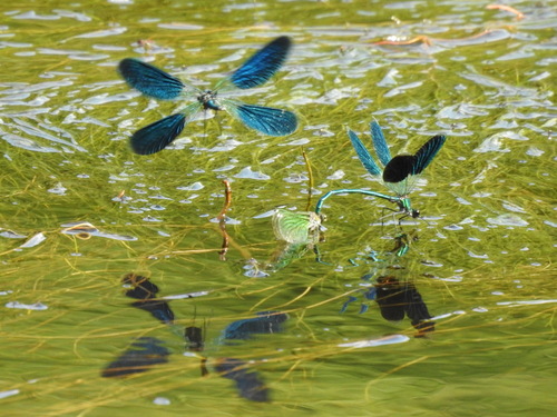 Banded Demoiselle, photo 6 of 9