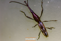 Arrhenodini