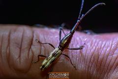 Arrhenodini