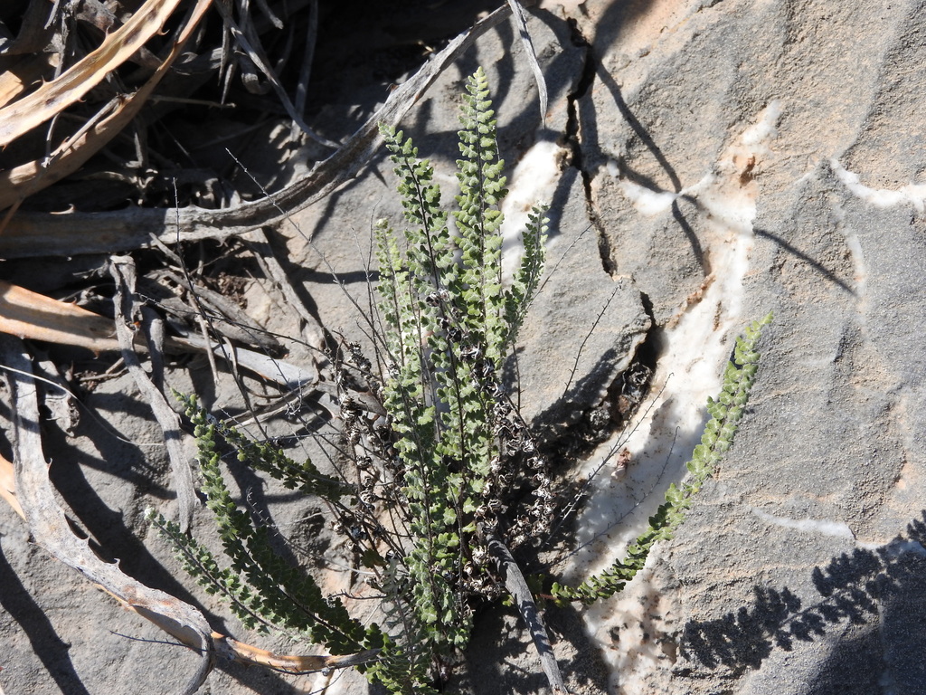 Notholaena affinis