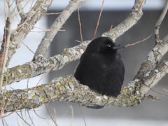 Corvus brachyrhynchos