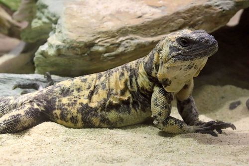 Sauromalus varius