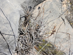 Tillandsia albida, photograph (c) Alexis López Hernández, some rights reserved (CC BY)