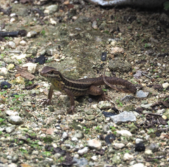 Leiocephalus stictigaster