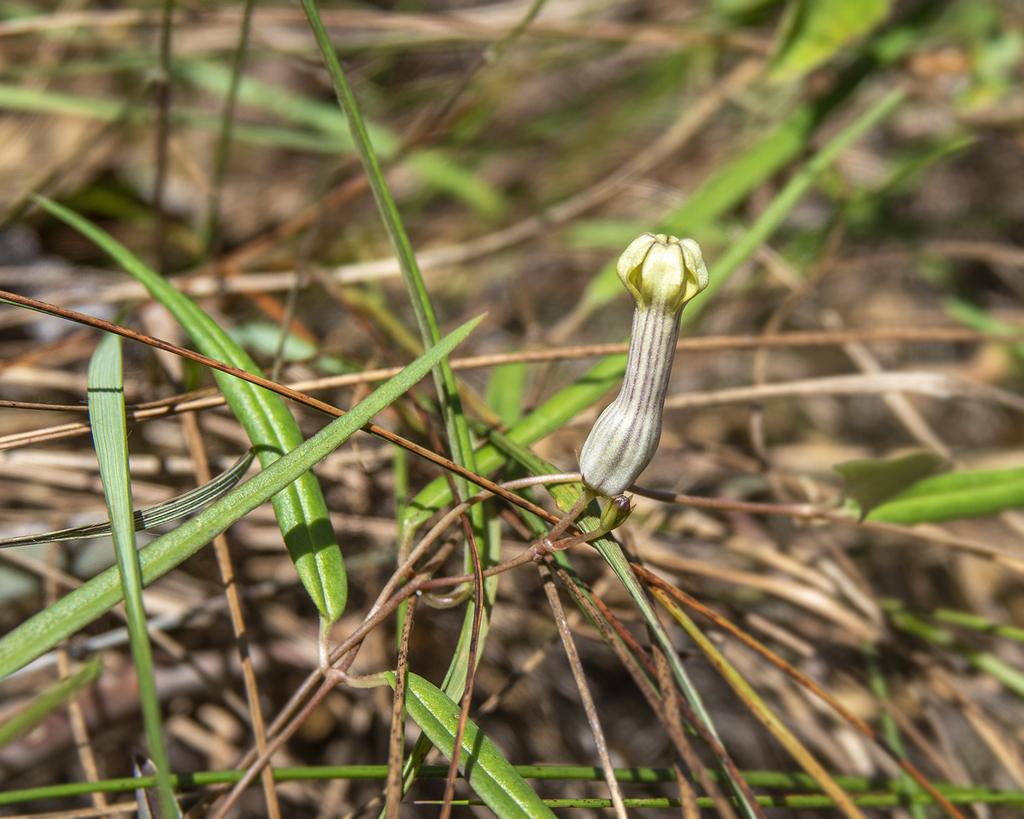 Ceropegia ravikumariana, Tamil Nadu, India