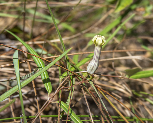 Ceropegia ravikumariana