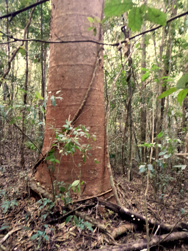 Queensland kauri