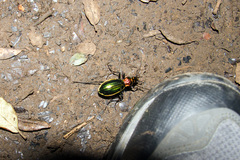 Carabus lineatus
