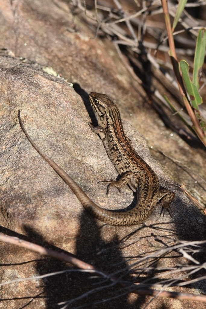 Northern White’s Skink