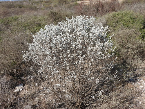 Image of Leucophyllum Ambiguum (Leucophyllum ambiguum) by (c) Alexis López Hernández, some rights reserved (CC BY)