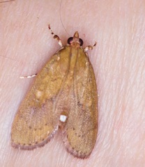 Mimophobetron pyropsalis