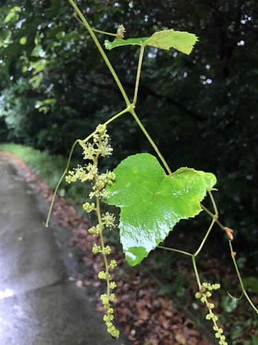 Image of Vitis ficifolia by no rights reserved